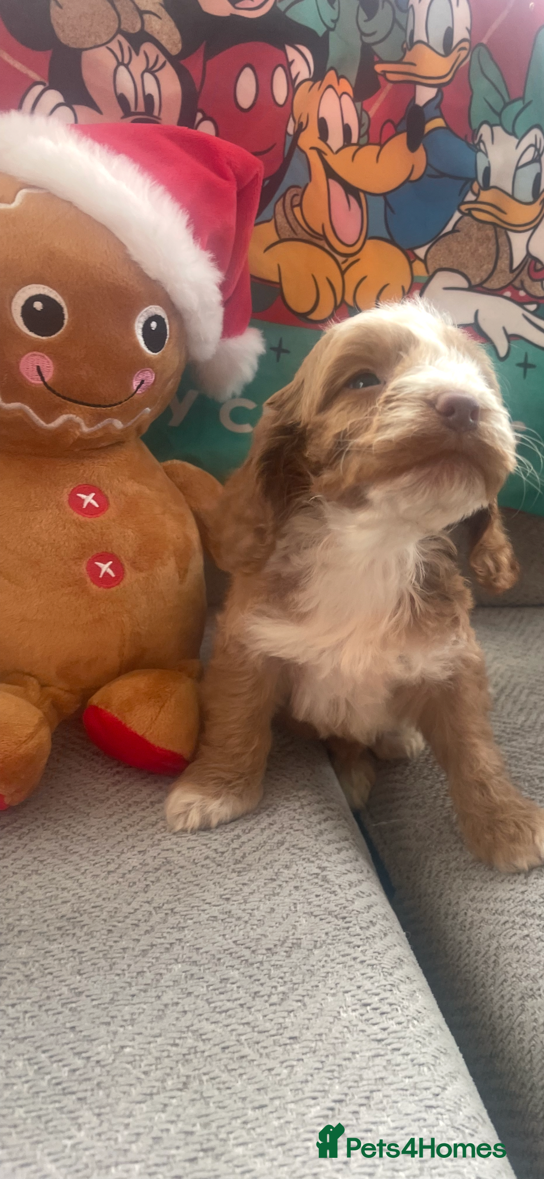 Cockapoo dogs for sale: 7 puppies for sale  - Advert 8