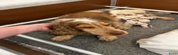 Cocker Spaniel dogs for sale: Kc registered Show cockers Ready Now - Advert 13