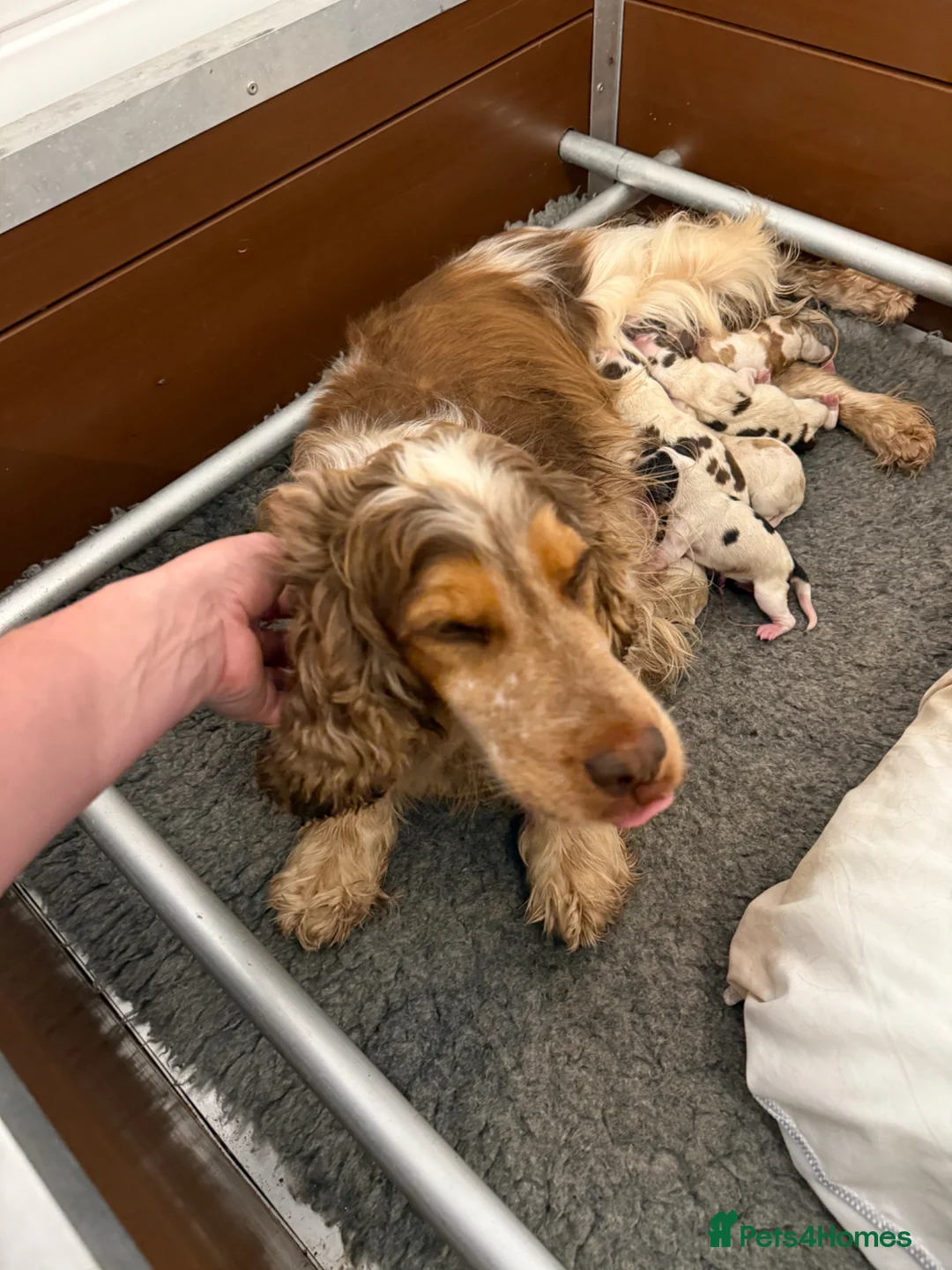 Cocker Spaniel dogs for sale: Kc registered Show cockers Ready Now - Advert 13