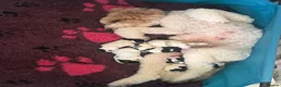 Cockapoo dogs for sale: Unique DNA Tested F1 Parti Cockapoos - Large size - Advert 5
