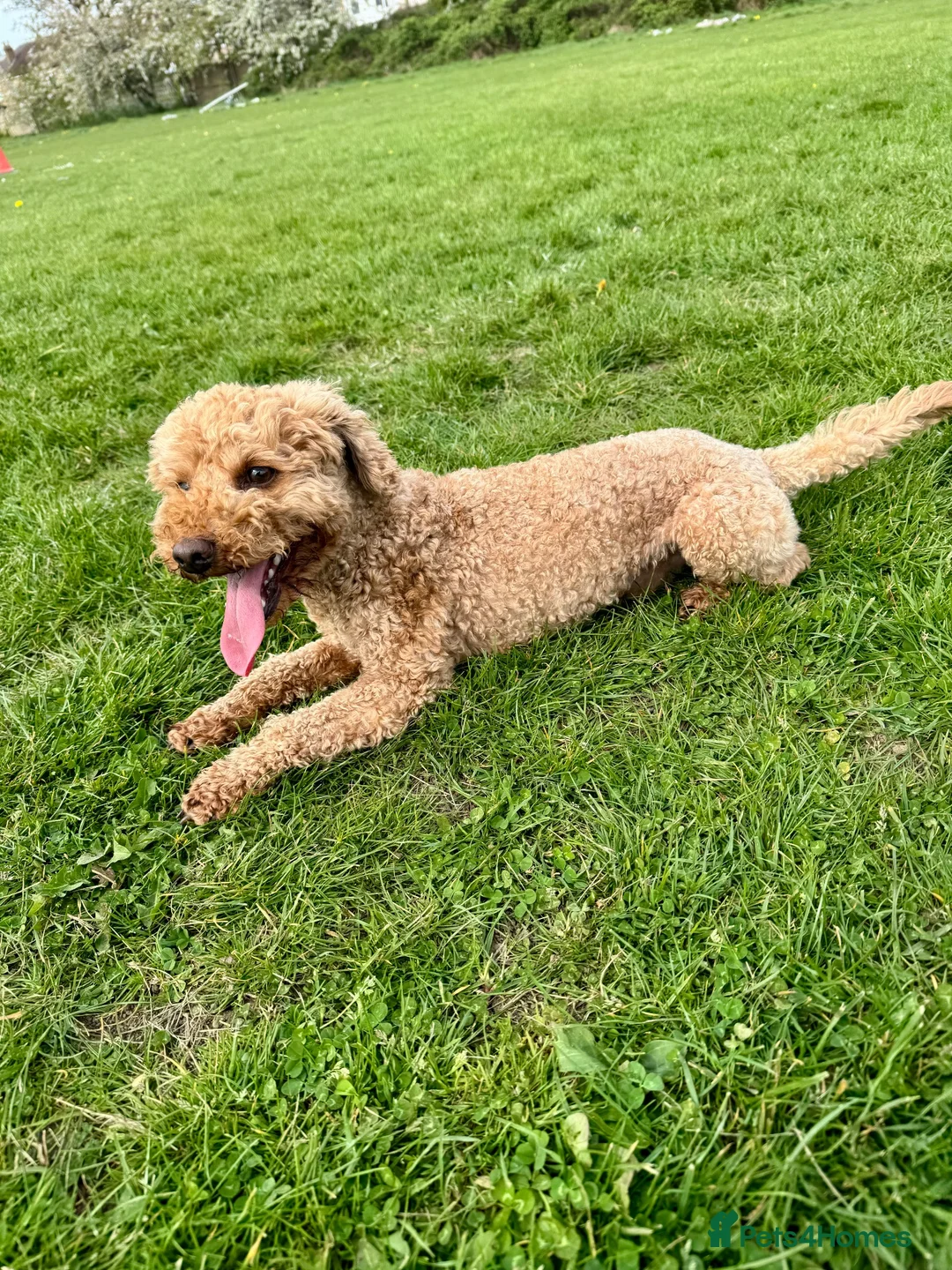 Cockapoo dogs for sale: Stunning Pure Chocolate F1b Cockapoo  in Thornton Heath - Advert 12