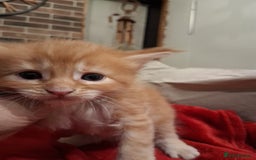 Maine Coon cats for sale: Maine Coon pedigre XL - Image 9