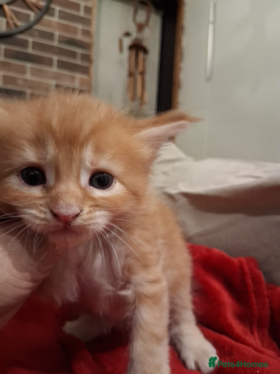 Maine Coon cats for sale: Maine Coon pedigre XL - Image 9