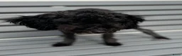 Toy Poodle dogs for sale: Little toy poodle  - Advert 5
