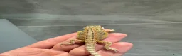 Bearded Dragon reptiles for sale: Baby Bearded Dragons for sale  - Advert 2