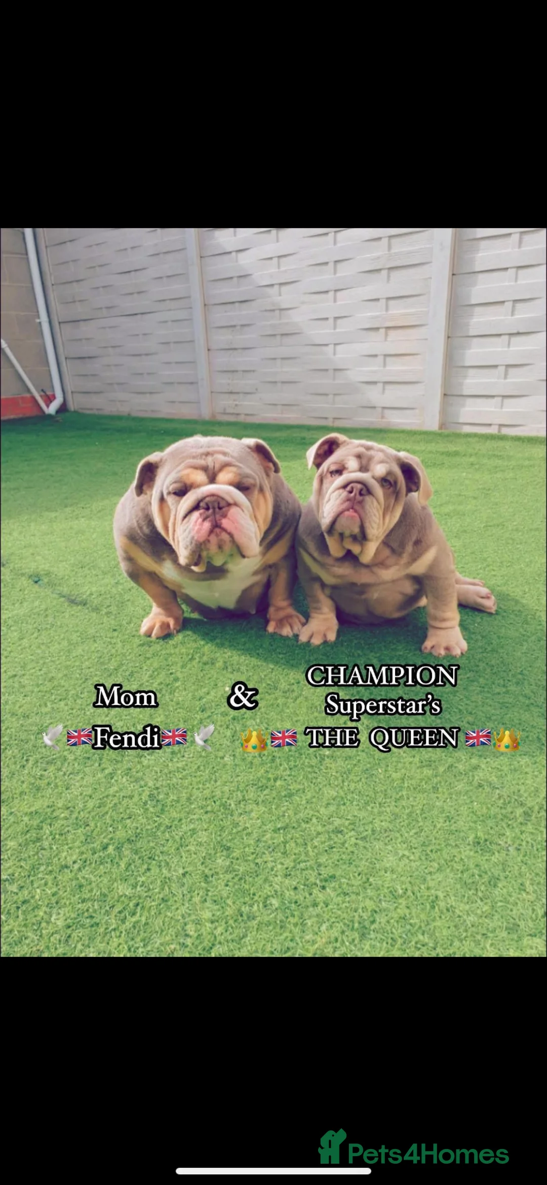 English Bulldog dogs for sale: Bulldog puppys in Trimdon Station - Advert 2