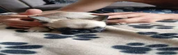 French Bulldog dogs for sale: French bulldog puppies  - Advert 22