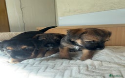 Border Terrier dogs for sale: Border Terrier Puppies - Ready now 🐾  - Image 18