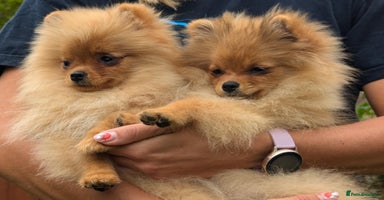 Pomeranian dogs in Boston - Advert 1