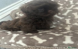 Shih Tzu dogs for sale: KC Imperial Dark non fade Chocolate Boy Available - Image 6
