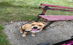 Mixed Breed dogs for sale: Winston - Image 2