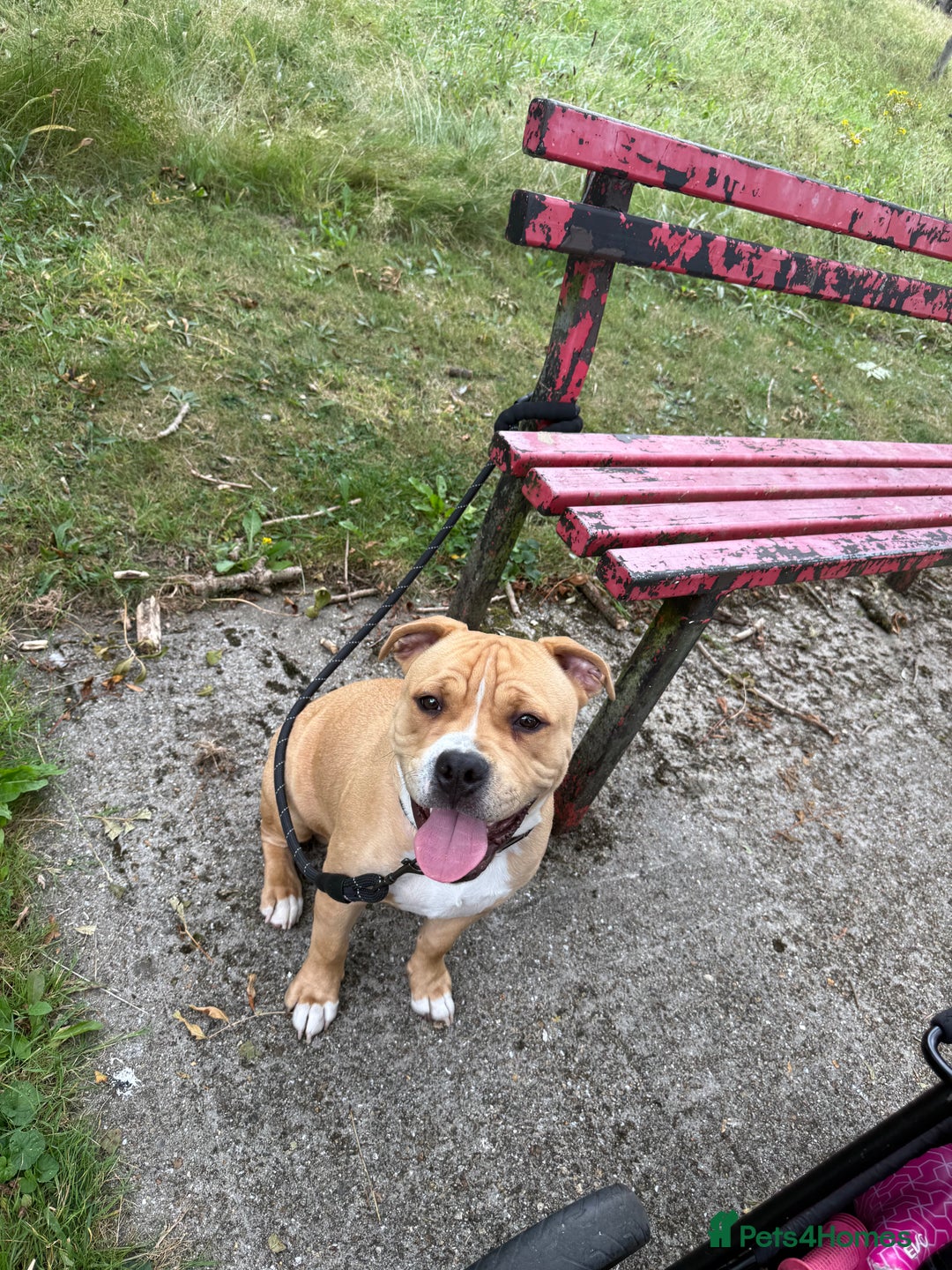 Mixed Breed dogs for sale: Winston - Image 2
