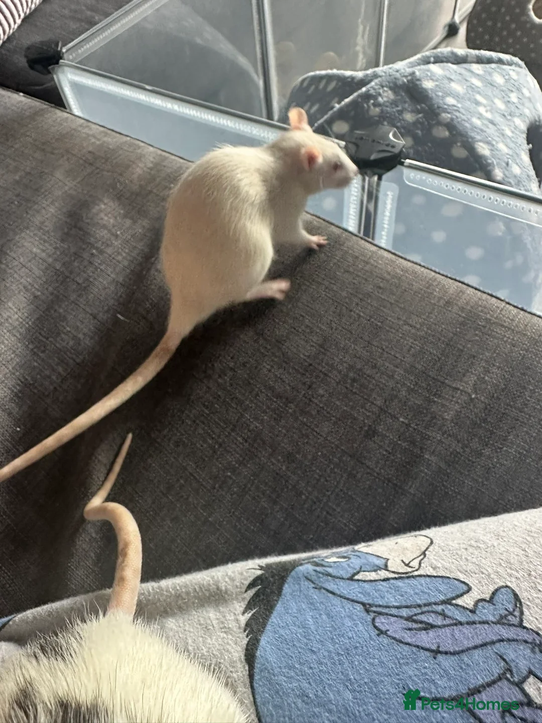 Rat rodents for sale: Rats for rehoming - Advert 5