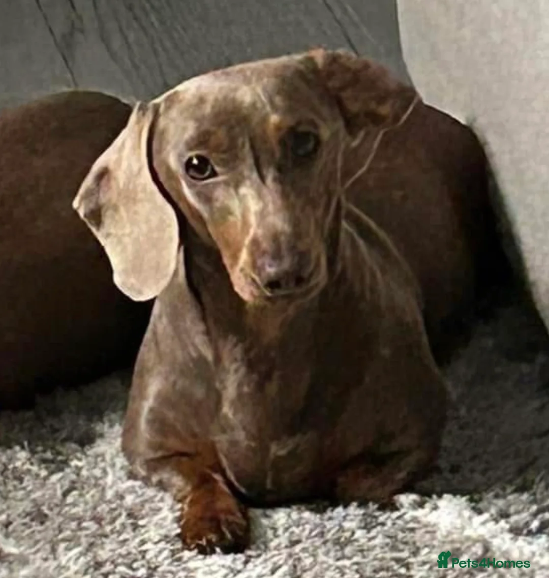 Miniature Dachshund dogs for sale: Miniature dachshunds  - Advert 7