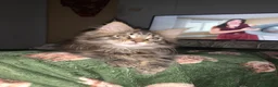 Maine Coon cats for sale: Maine coon kittens for sale  - Advert 4