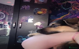 Shepsky dogs for sale: 5 adorable shepskys  - Image 7