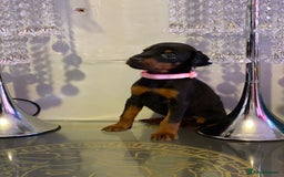 Dobermann dogs for sale: Gorgeous Eu**an Dobermann Puppies - Image 9