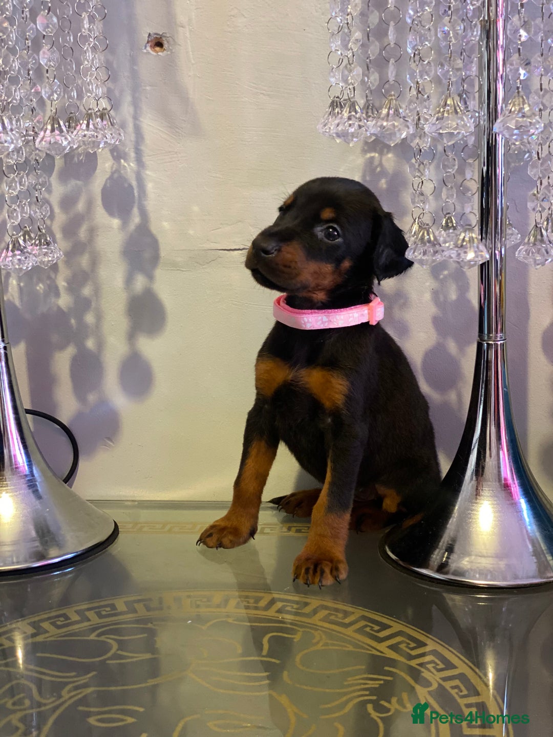 Dobermann dogs for sale: Gorgeous Eu**an Dobermann Puppies - Image 9
