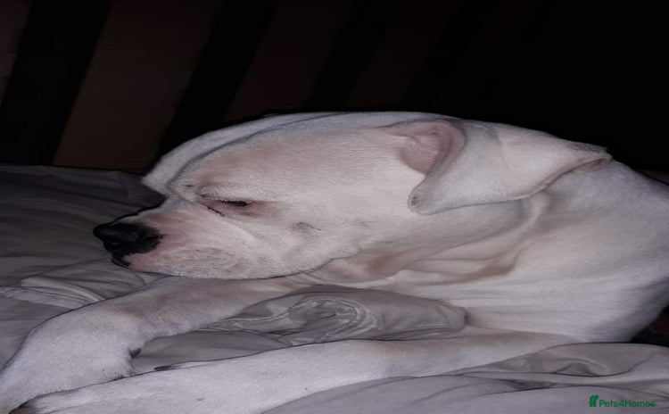American Bulldog dogs in Manchester - Advert 1