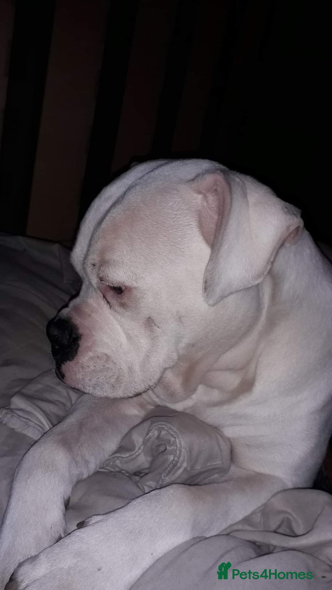 American Bulldog dogs for stud: Diesel for stud *FREE* in Manchester - Image 1