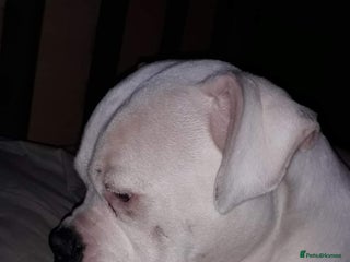 American Bulldog dogs in Manchester - Advert 1