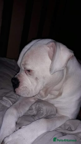 American Bulldog dogs in Manchester - Advert 1