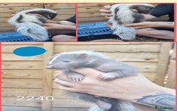 Mixed Breed rodents for sale: Beautiful Skunks for sale  - Image 4
