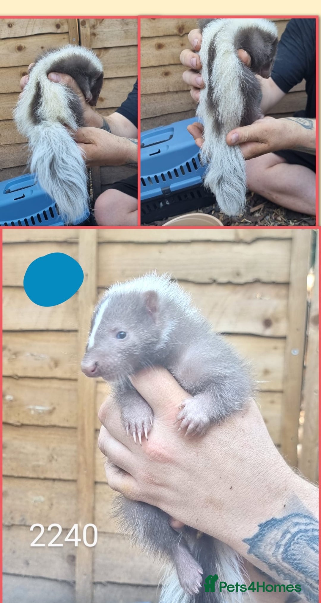 Mixed Breed rodents for sale: Beautiful Skunks for sale  - Image 4