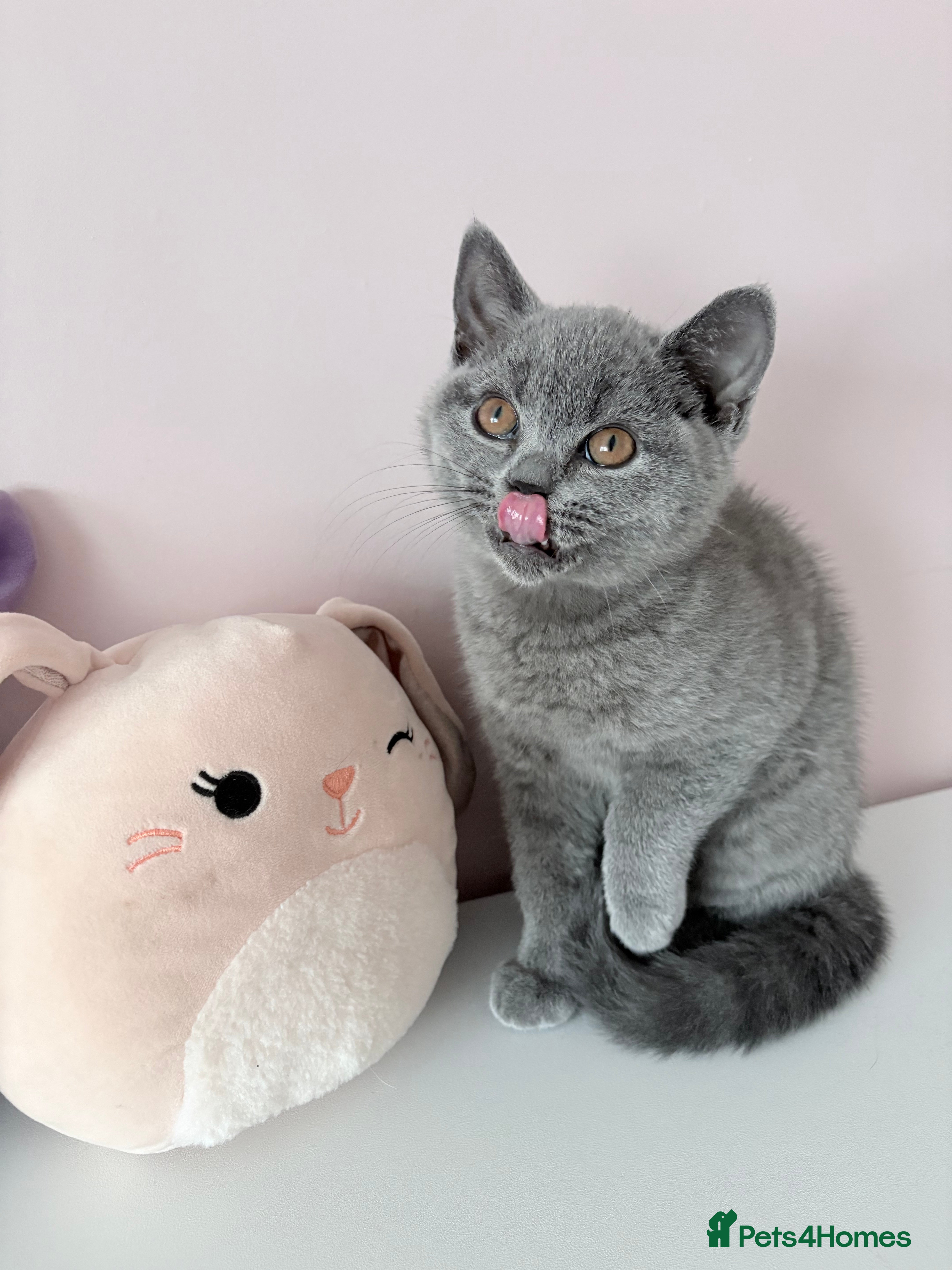 British Shorthair cats LAST ONE BLUE GIRL READY NOW🫶 REGISTERED😻  - Advert 6