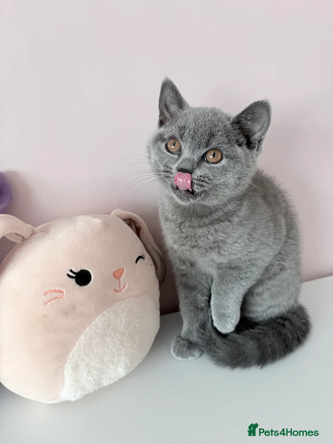 British Shorthair cats for sale: LAST ONE BLUE GIRL READY NOW🫶 REGISTERED😻  - Advert 2