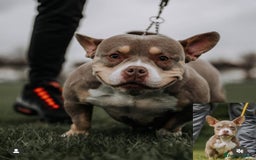 American Bully dogs for sale: 6 top quality  exotic bulls - Image 2