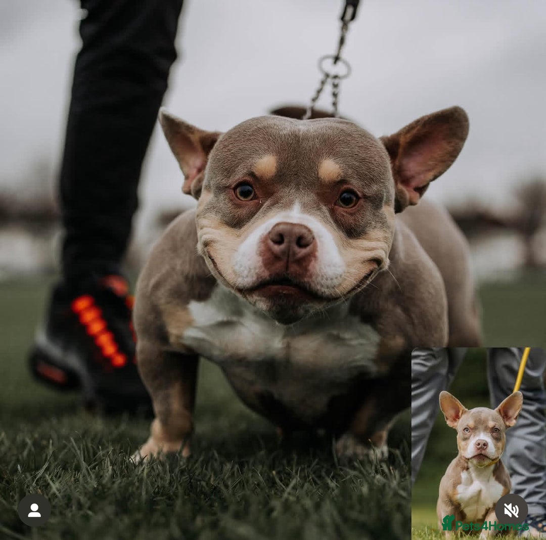 American Bully dogs for sale: 6 top quality  exotic bulls - Image 2