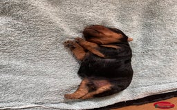 Welsh Terrier dogs for sale: Top Quality Welsh Terrier Male Puppies for Sale - Advert 7