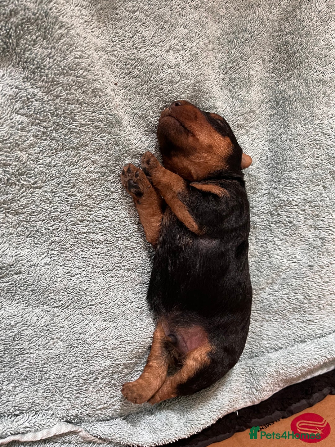 Welsh Terrier dogs for sale: Top Quality Welsh Terrier Male Puppies for Sale - Advert 7