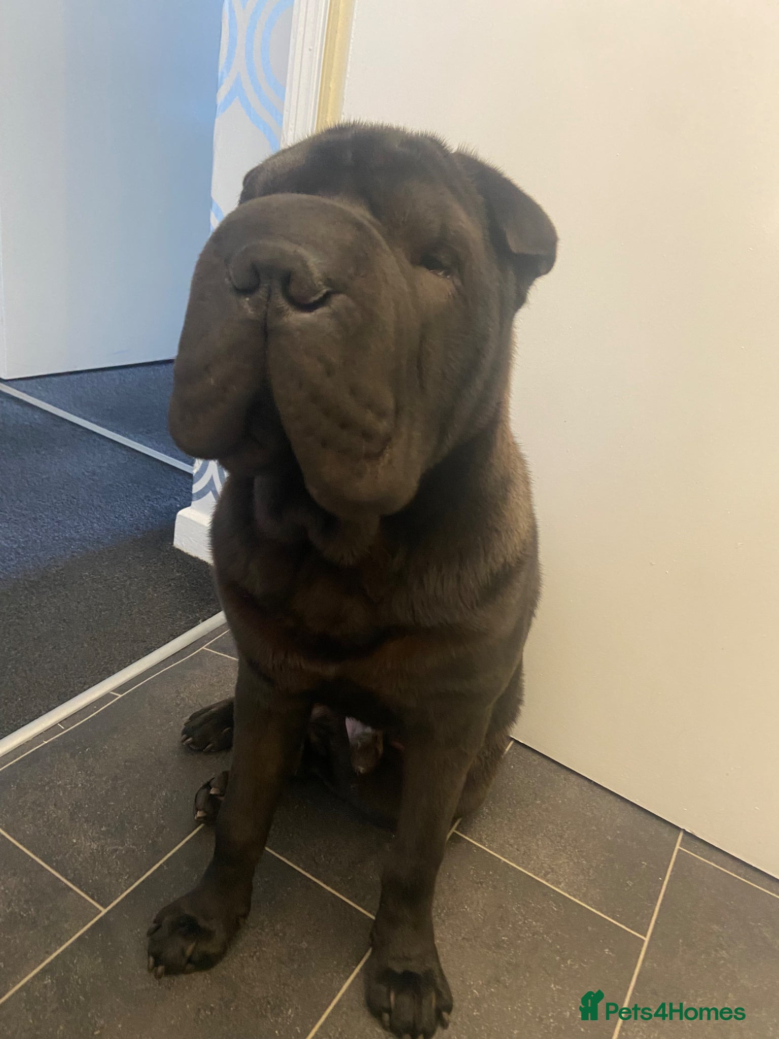 Shar Pei dogs Niko  - Advert 1