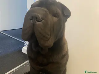 Shar Pei dogs Niko - Advert 1