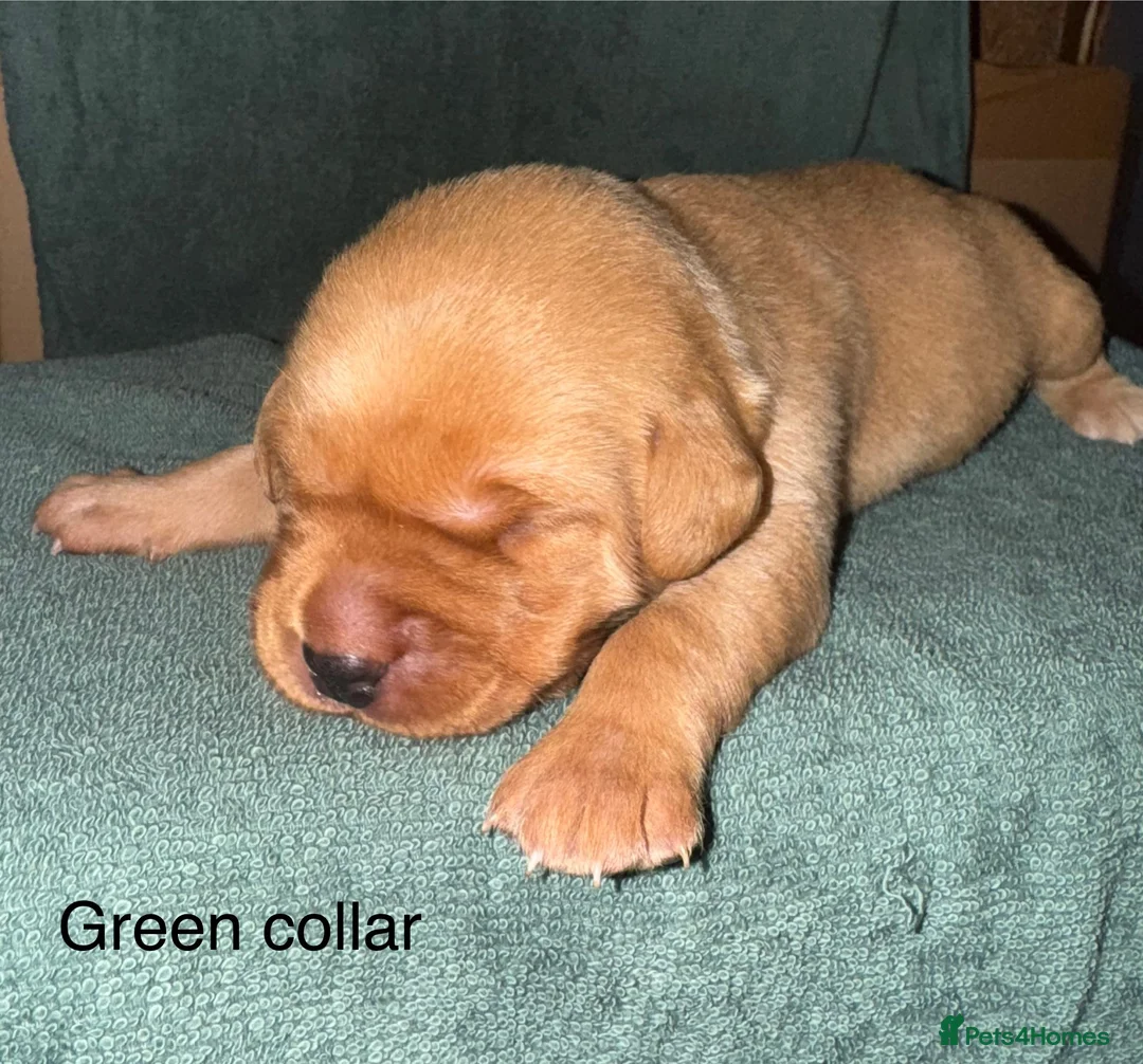 Labrador Retriever dogs for sale: KC Fox Red Labrador Puppies  - Advert 5