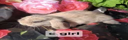 Mini Lop rabbits for sale: Mini lop baby rabbits - Advert 3