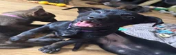 Belgian Shepherd Dog dogs for sale: last Belgian shepherd Harry READY TO GO - Advert 29