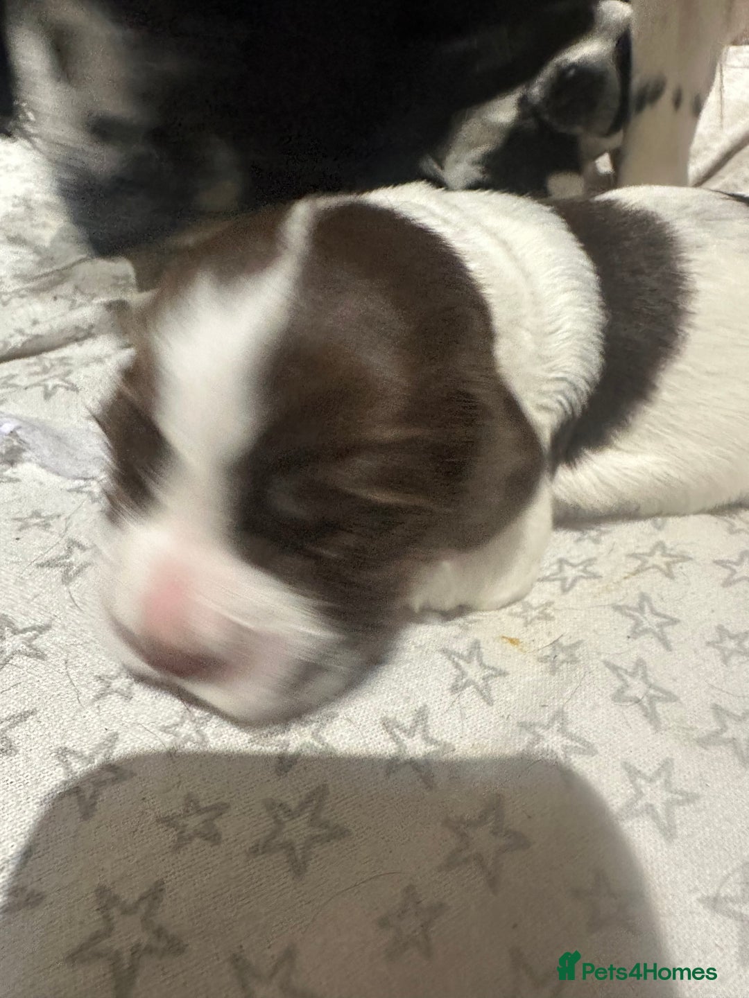 Sprocker dogs for sale: Beautiful sprockers  - Image 26