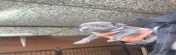 Staffordshire Bull Terrier dogs for sale: Staffordshire bull  - Advert 2