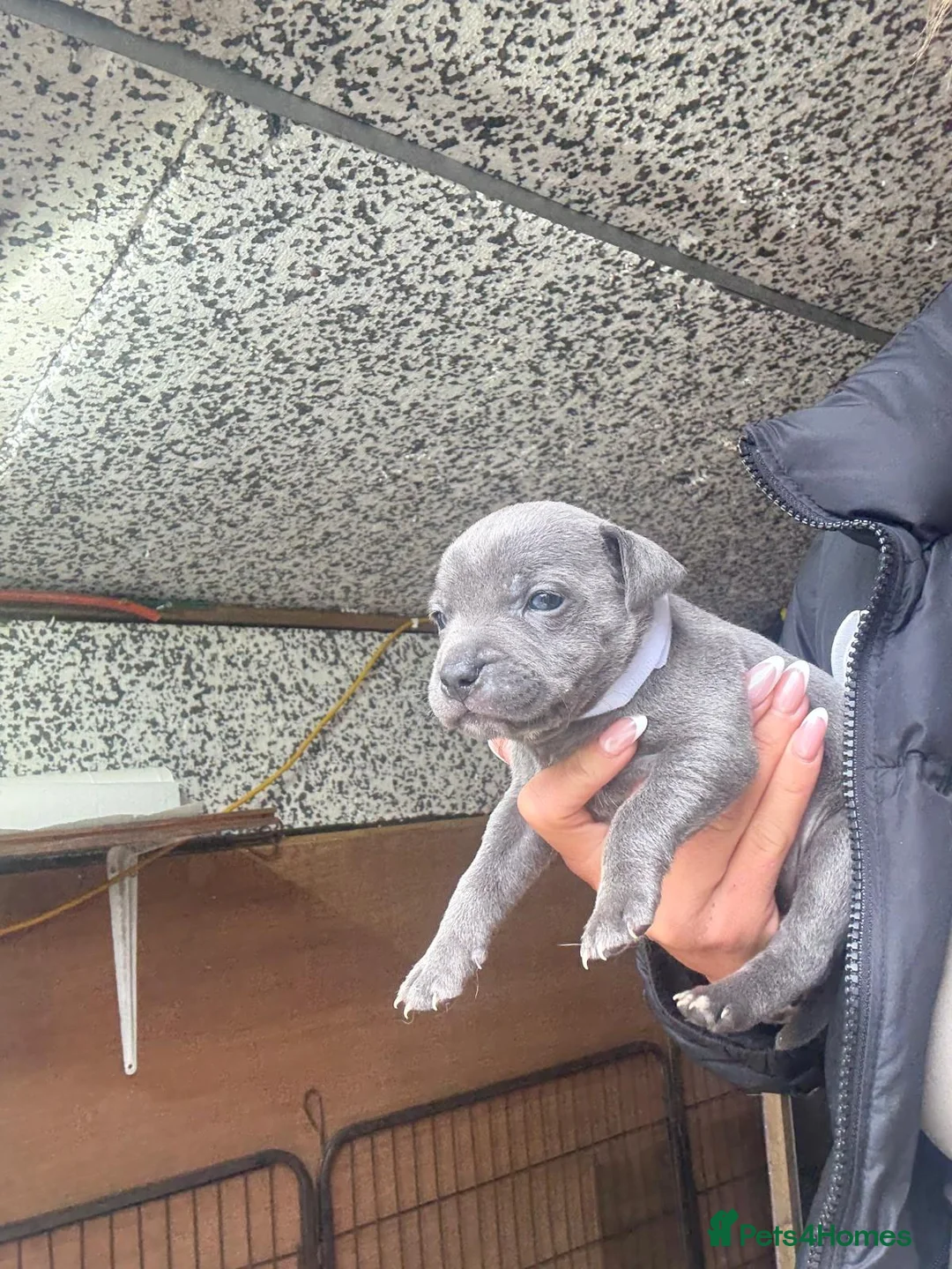 Staffordshire Bull Terrier dogs for sale: Staffordshire bull  - Advert 2