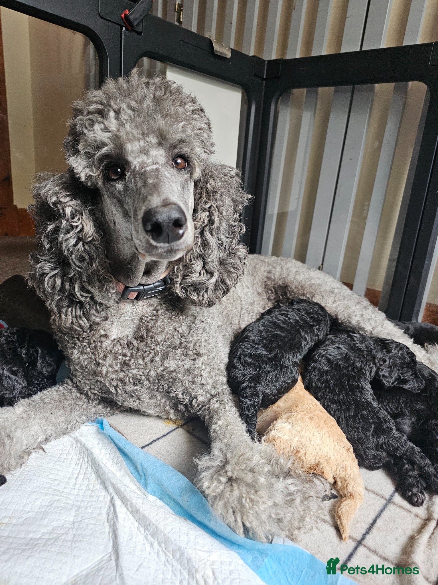Poodle dogs Exceptional litter of Moyen Poodles  - Advert 2