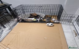 Jack Russell dogs for sale: Pure Jack russell puppies. Ultra-Rare colored.  - Advert 23