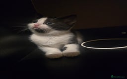 British Shorthair cats for sale: Beautiful kittens  - Advert 3