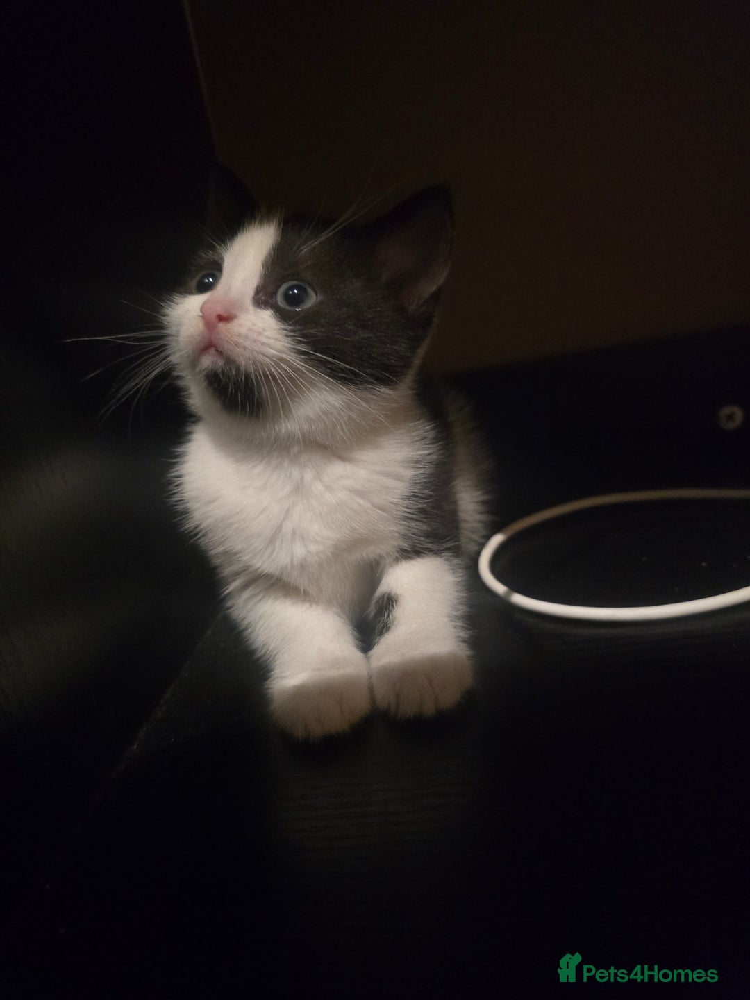 British Shorthair cats for sale: Beautiful kittens  - Advert 3