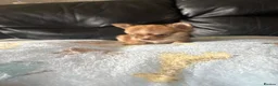 Chihuahua dogs for sale: Long haired chihuahua puppies  - Advert 5