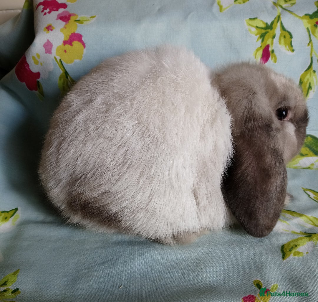 Mini Lop rabbits for sale: Pedigree Mini Lops - Image 6