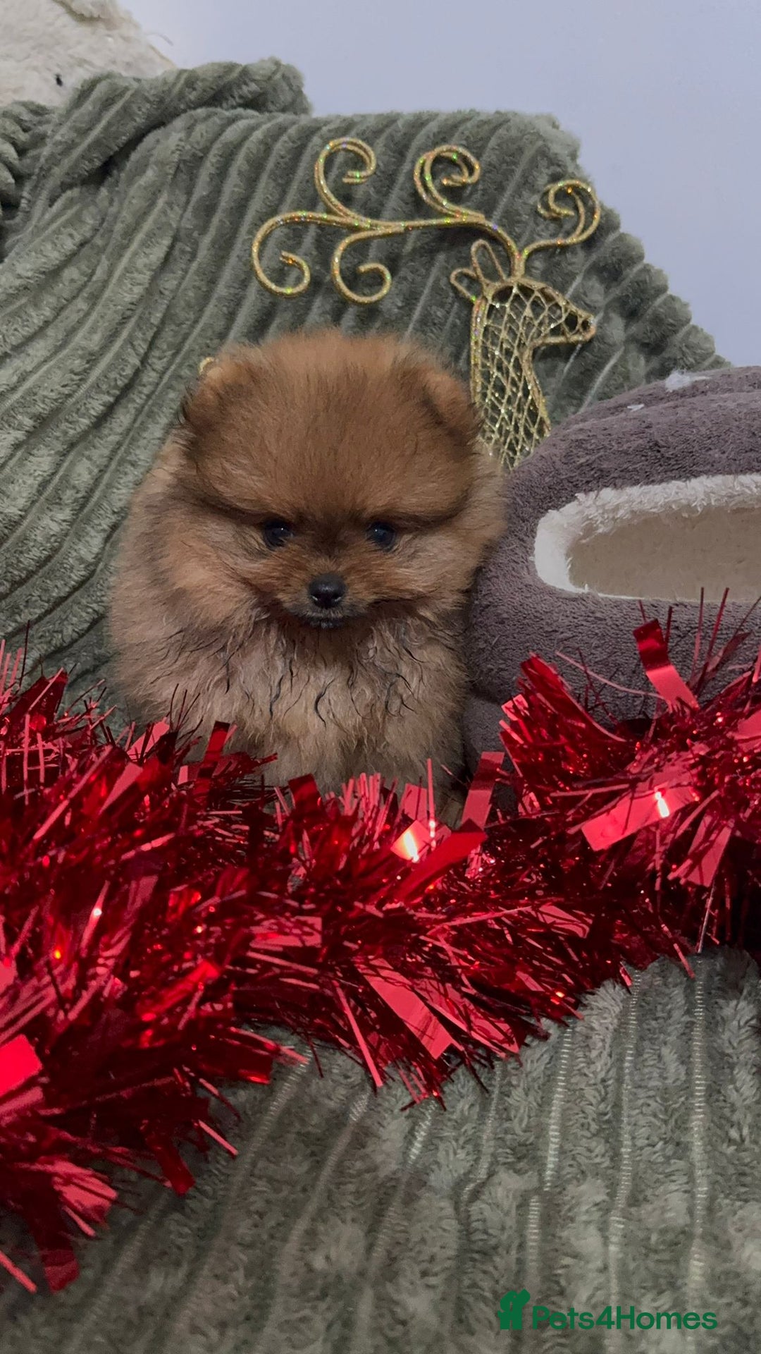 Pomeranian dogs for sale: Luxury puppy for sale - Advert 1