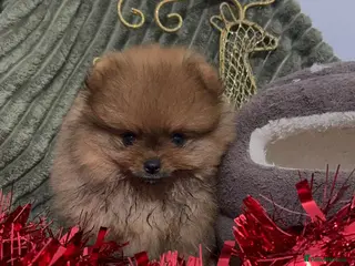 Pomeranian dogs Luxury puppy for sale ready to go!!! - Advert 5